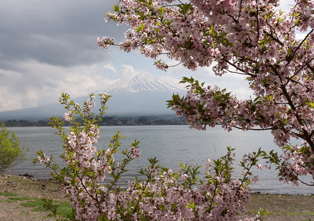 Mount Fuji framed by cherry blossoms in April, Japan